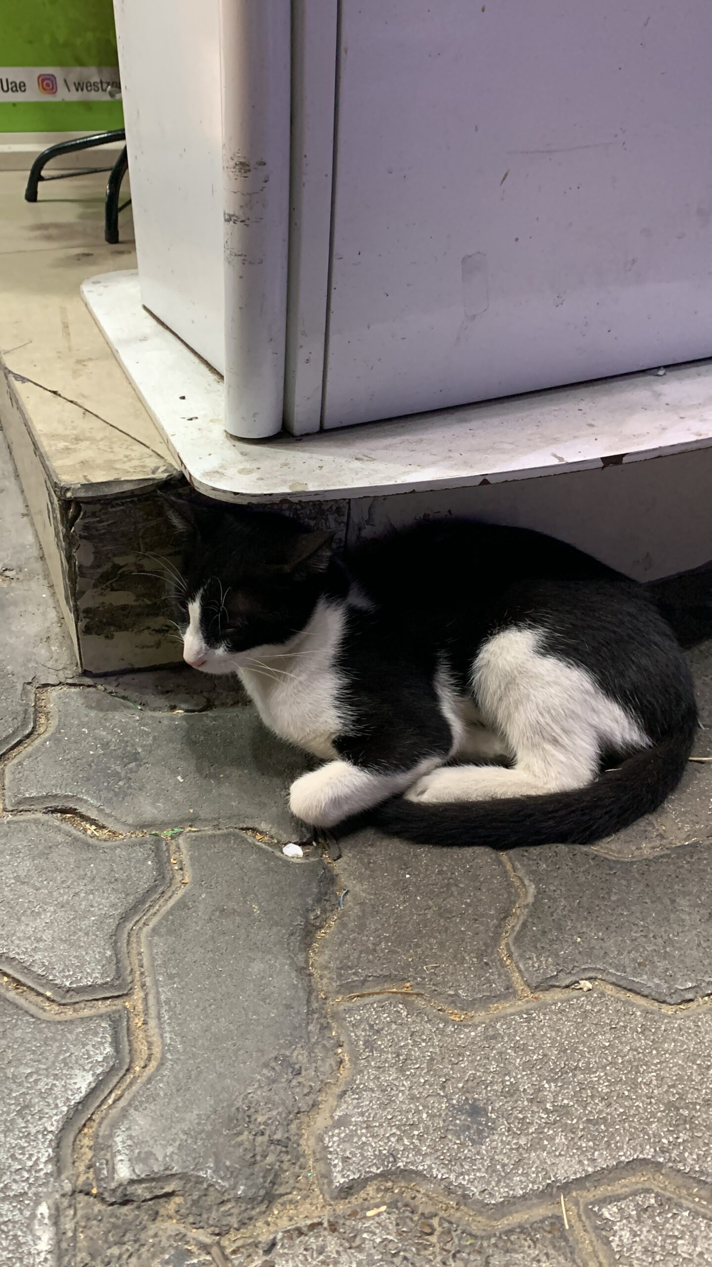 URAYAMA NO NEKO